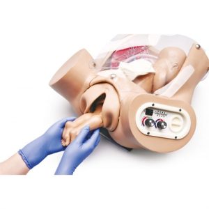 Erler Zimmer Advanced Birthing Torso