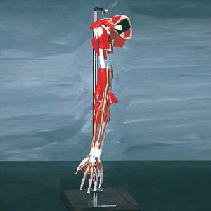 Deluxe Arm Model