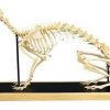 Hare Skeleton Model (Lepus europaeus)