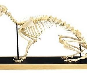 Hare Skeleton Model (Lepus europaeus)