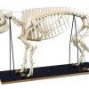 Pig Skeleton Model (Sus scrofa)