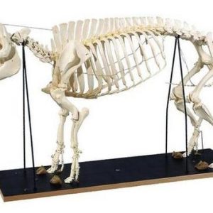 Pig Skeleton Model (Sus scrofa)