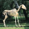 Horse Skeleton (Equus caballus)
