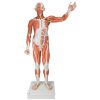 3B Scientific Life-Size Human Male Muscular Figure, 37 Part Smart Anatomy