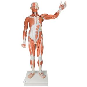 3B Scientific Life-Size Human Male Muscular Figure, 37 Part Smart Anatomy