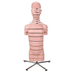 3B Scientific MRI Torso Model with 15 Transverse Sections Smart Anatomy