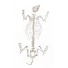 Erler Zimmer Dog Skeleton, Unassembled, Big Size Dog