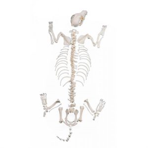 Erler Zimmer Dog Skeleton, Unassembled, Big Size Dog
