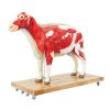 Erler Zimmer Sheep Model, 12 Parts, 2/3 Life Size