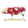 Erler Zimmer Didactical Pig Model, 20 Parts, 1/2 Life Size