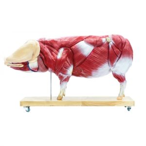 Erler Zimmer Didactical Pig Model, 20 Parts, 1/2 Life Size