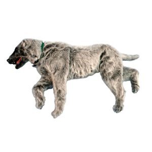 Erler Zimmer Emily K9 Positioning Manikin