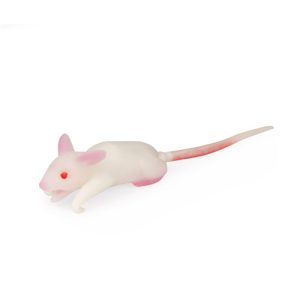 Erler Zimmer Simulation Model Mouse