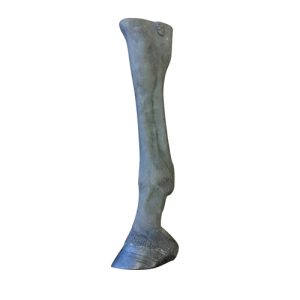 Erler Zimmer Equine Palpation/Radiology Limb