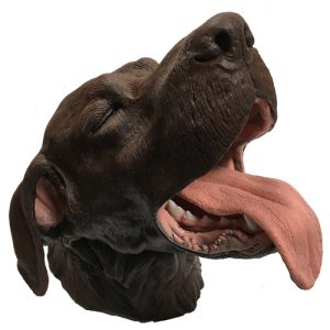 Erler Zimmer Canine Dental/Surgical Model