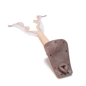 Erler Zimmer Uterus Fьr Ьbungshund Bella