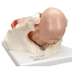3B Scientific Birthing Process Model with 5 Stages Smart Anatomy