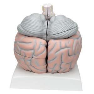 3B Scientific Giant Human Brain Model, 2.5 Times Full-Size, 14 Part Smart Anatomy