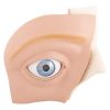 3B Scientific Human Eye Model, 5 Times Full-Size, 12 Part Smart Anatomy