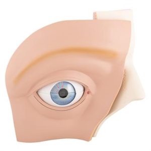 3B Scientific Human Eye Model, 5 Times Full-Size, 12 Part Smart Anatomy