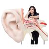 3B Scientific World's Largest Ear Model, 15 Times Full-Size, 3 Part Smart Anatomy