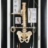 Spine in Wall Display