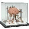 Brain in Showcase