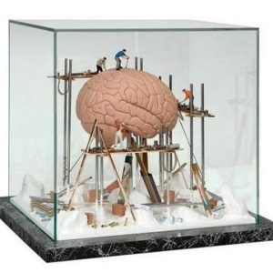 Brain in Showcase