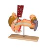 Erler Zimmer Internal Organs, 2 Part