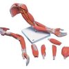 Deluxe Muscle Arm Life Size (6 Part)