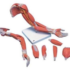 Deluxe Muscle Arm Life Size (6 Part)